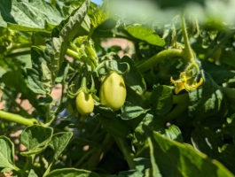 PHENIX EN PROVENCE®